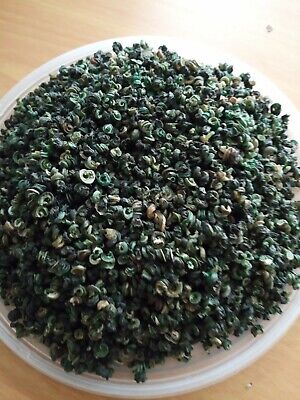 Dry Periwinkle (1 kgs)